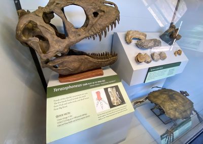 A display case featuring dinosaur fossils, including a skull of Teratophoneus and other bones. A sign provides information about the Teratophoneus, highlighting its features and a quick fact. The background is a glass partition.